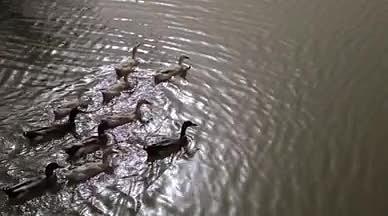 高清相机实拍鸭子游过水面泛起涟漪视频的预览图